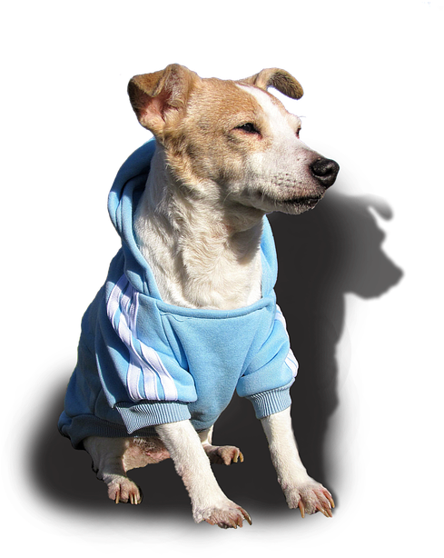 There's A Known Festival In Glendale, The “chalk Art - Hug A Pet | Mobile Tierarztpraxis | Berlin (640x426), Png Download