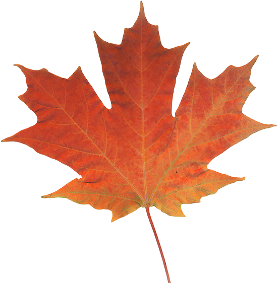 Offices Across Western Canada - Leave Fall (550x670), Png Download