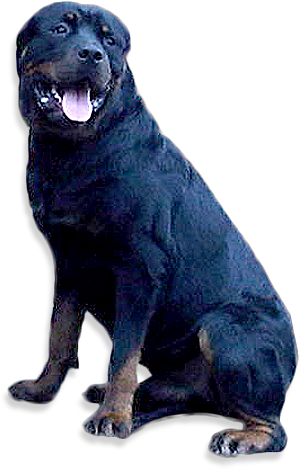 Top Quality - Dog Yawns (430x510), Png Download