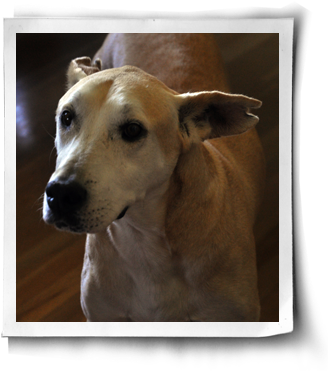 Good Nutrition For Healthy Vegan Dogs Post Image - Health (350x377), Png Download