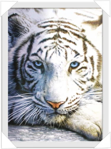 #212 - White Tigers From Tiger's Curse (500x500), Png Download