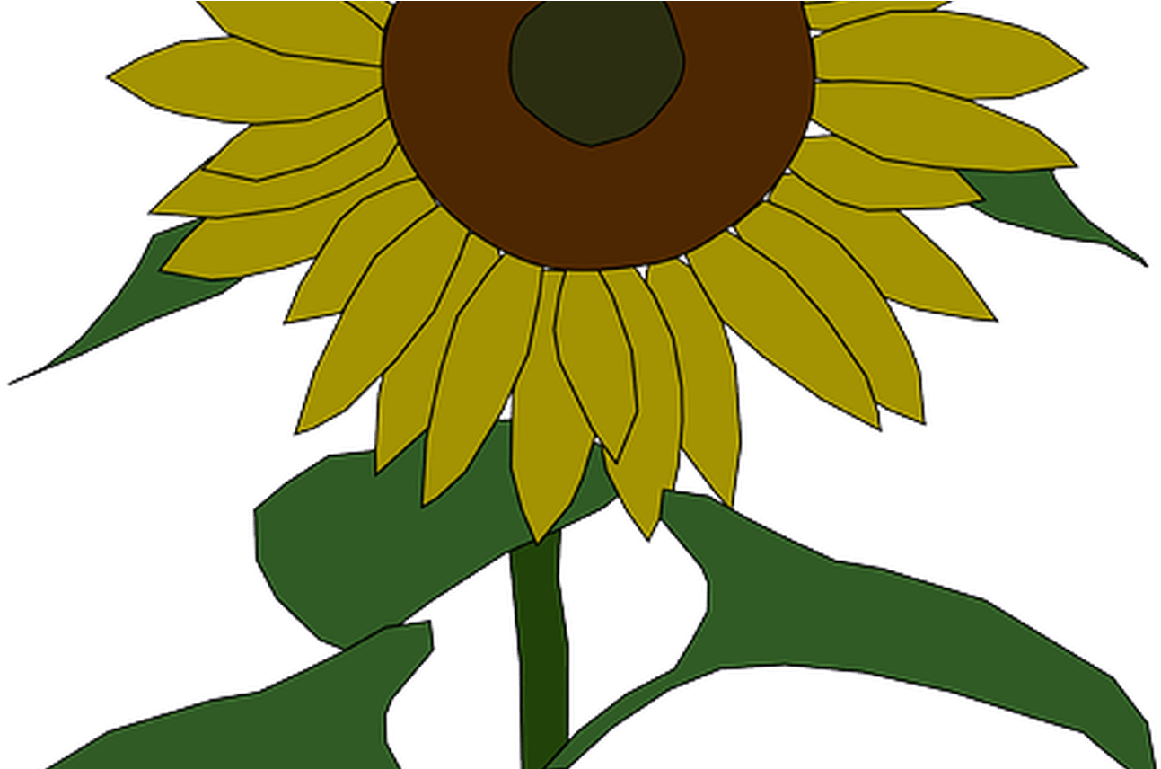 Outline, Yellow, Drawing, Plants, Sun, Flower, Flowers - Sunflower Clip Art (1368x855), Png Download