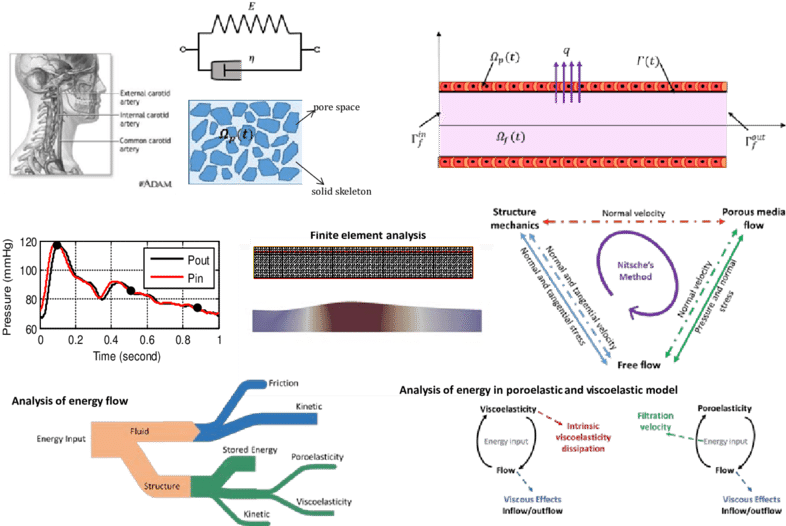 Poro-viscoelastic Model Of The Arterial Wall (left), - Science (850x528), Png Download