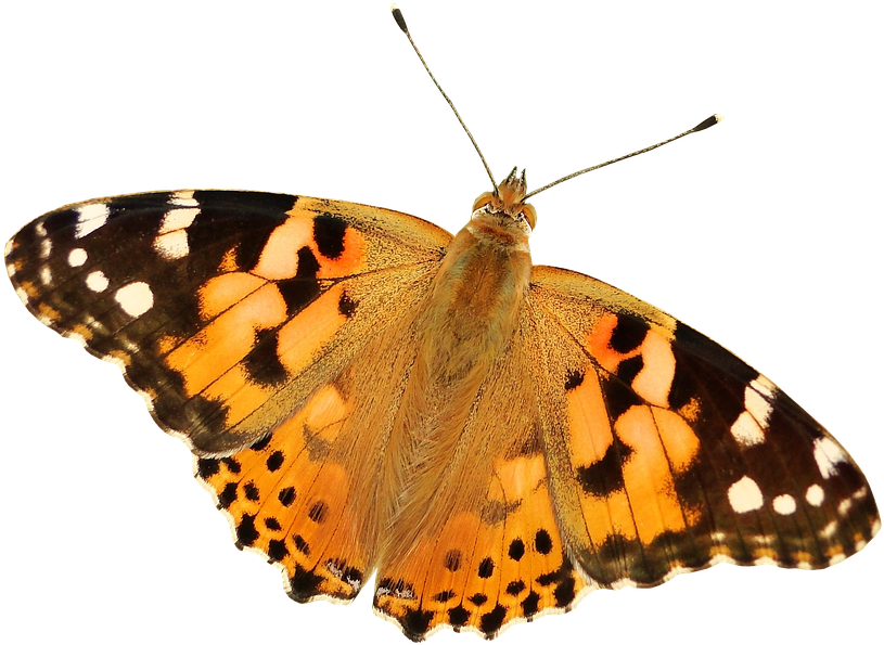 Butterfly Png, Butterfly Transparent Background - Painted Lady Butterfly Png (929x720), Png Download