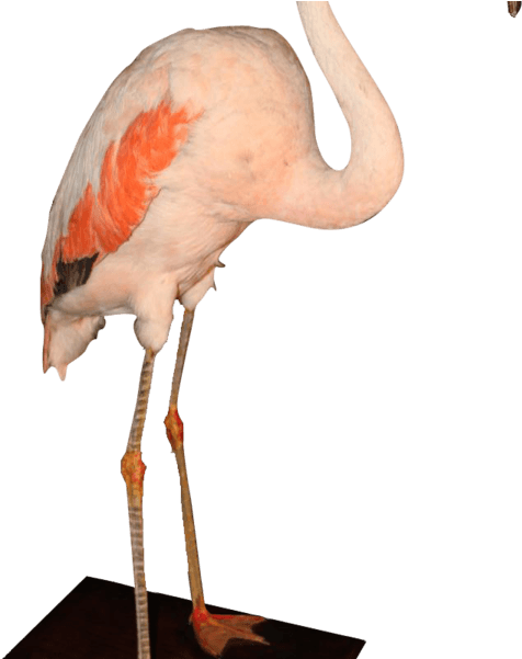Stuffed Pink Flamingo - Stuffed Flamingo (600x600), Png Download