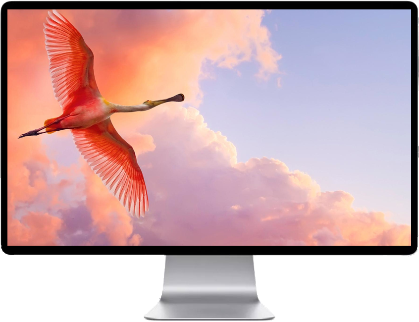 Score 54% - Save Birds This Uttarayan (846x650), Png Download