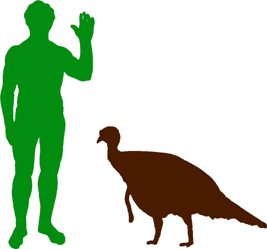 North American Wild Turkey And Human - Dinosaur (956x871), Png Download