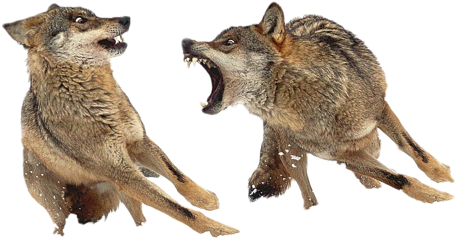 Cutout - Wolf Conceptart (1024x683), Png Download