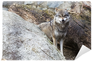 Lobo Furioso (400x400), Png Download