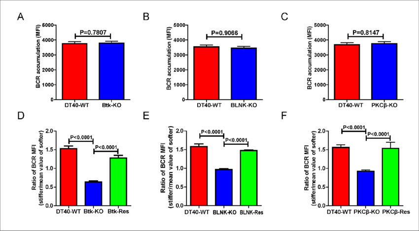 Genetic Ablation Of Btk, Blnk, Or Pkcb Blunts The Ability - Diagram (850x469), Png Download