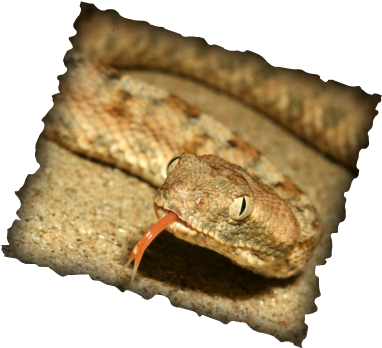 Red Tongue - Chabad On Campus International Foundation (392x356), Png Download