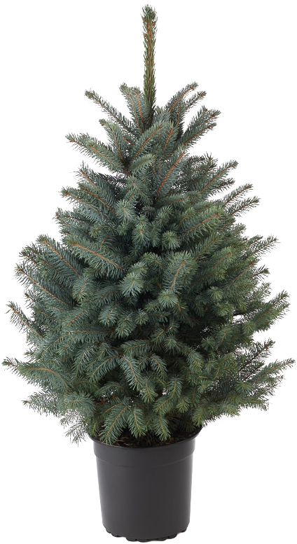 Blue Spruce - Christmas Tree (800x800), Png Download