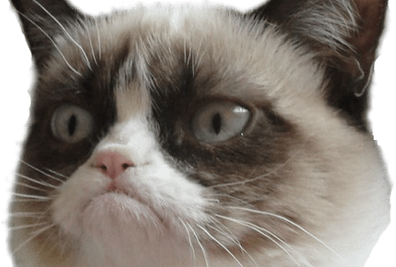 15 Grumpy Cat Png For Free Download On Mbtskoudsalg - Grumpy Cat Postcard Book: 30 Postcards Unlimited Frowns (1368x855), Png Download