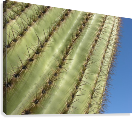 Saguaro Cactus Photograph Canvas Print - San Pedro Cactus (429x386), Png Download