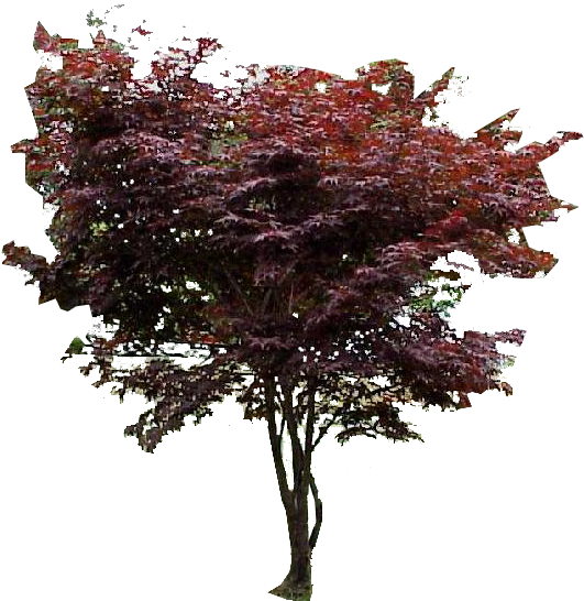Photo Red Japanese Maple1 - Smith Wholesale Japanese Red Maples Tree (600x637), Png Download