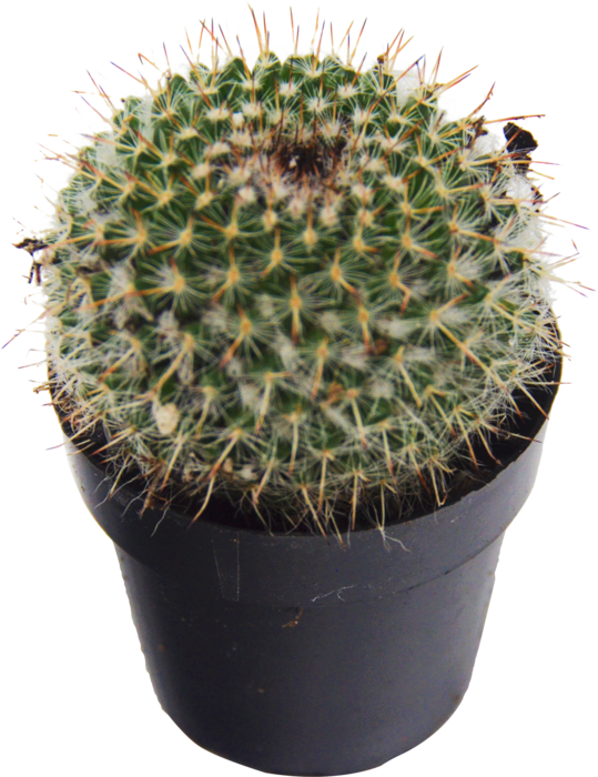 1-pack Saguaro Cactus Succulent - Cactus (539x700), Png Download