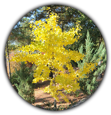 Japanese Maples - Coach (395x395), Png Download