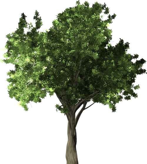 Zelkova - Tree Png (500x558), Png Download