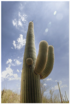 Saguaro Cactus In The Sonoran Desert Poster • Pixers® - Sonoran Desert (400x400), Png Download
