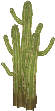 Cactus3 - San Pedro Cactus (480x480), Png Download