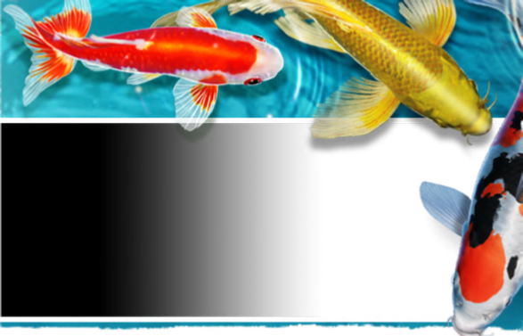 Butterfly Koi (587x377), Png Download