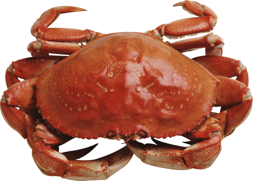 Red Crab Png (480x344), Png Download