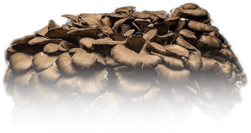 Mushroom - Portable Network Graphics (819x434), Png Download