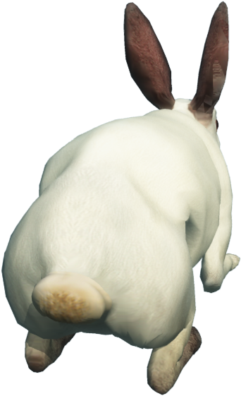 Free Download Of - Rabbit Back Png (800x600), Png Download