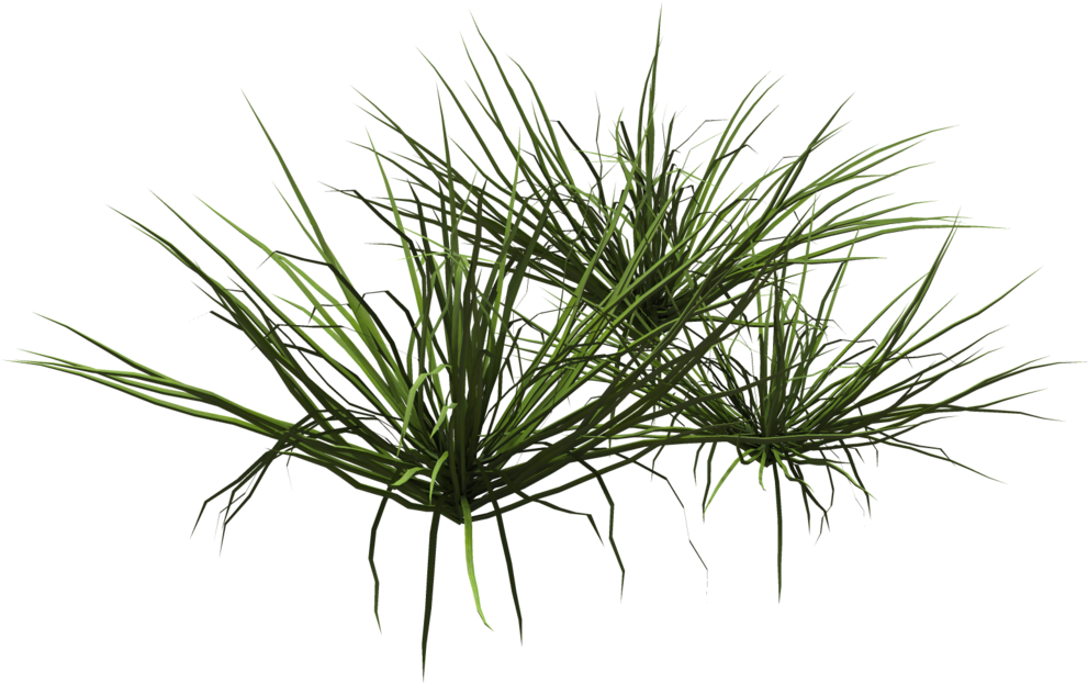 Deviantart Lawn Shrub Clip Art Ornamental Transprent - Deviantart (1024x639), Png Download