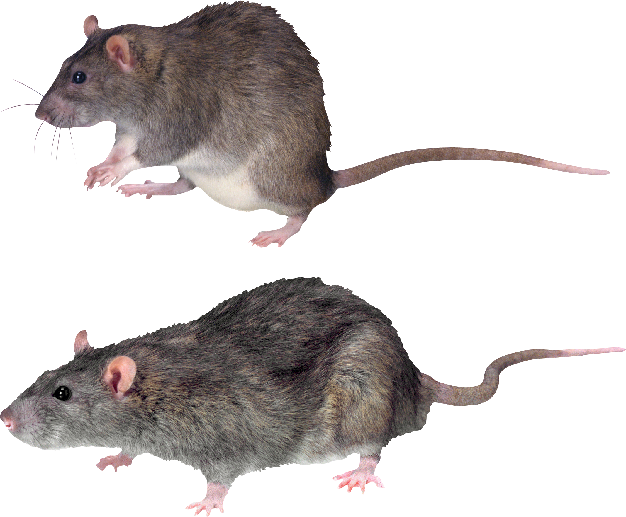 Mouse With No Background (2135x1765), Png Download