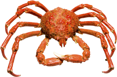 King Crab Png - Alaskan King Crab Png (860x262), Png Download