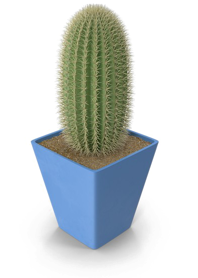 Saguaro Cactus Png Photo - Cactus (600x600), Png Download