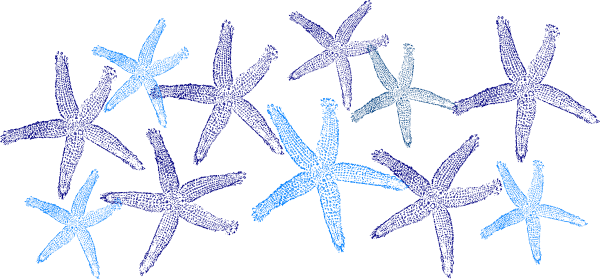 Small - Starfish Clipart (600x279), Png Download