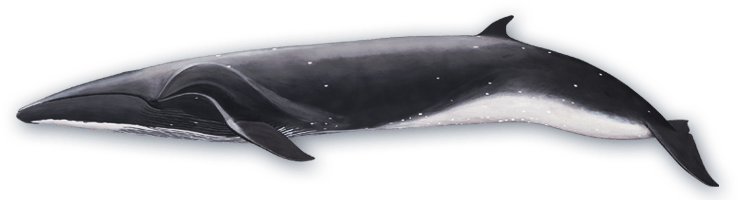 Sei Whale Side View Sticker - Sei Whale Swimming (738x200), Png Download