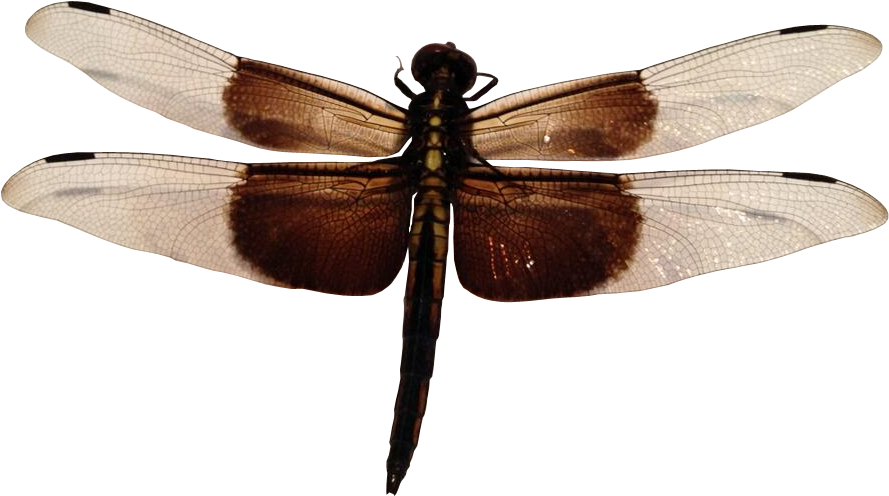 Dragonfly Png - Dragonfly Transparent Background (913x539), Png Download