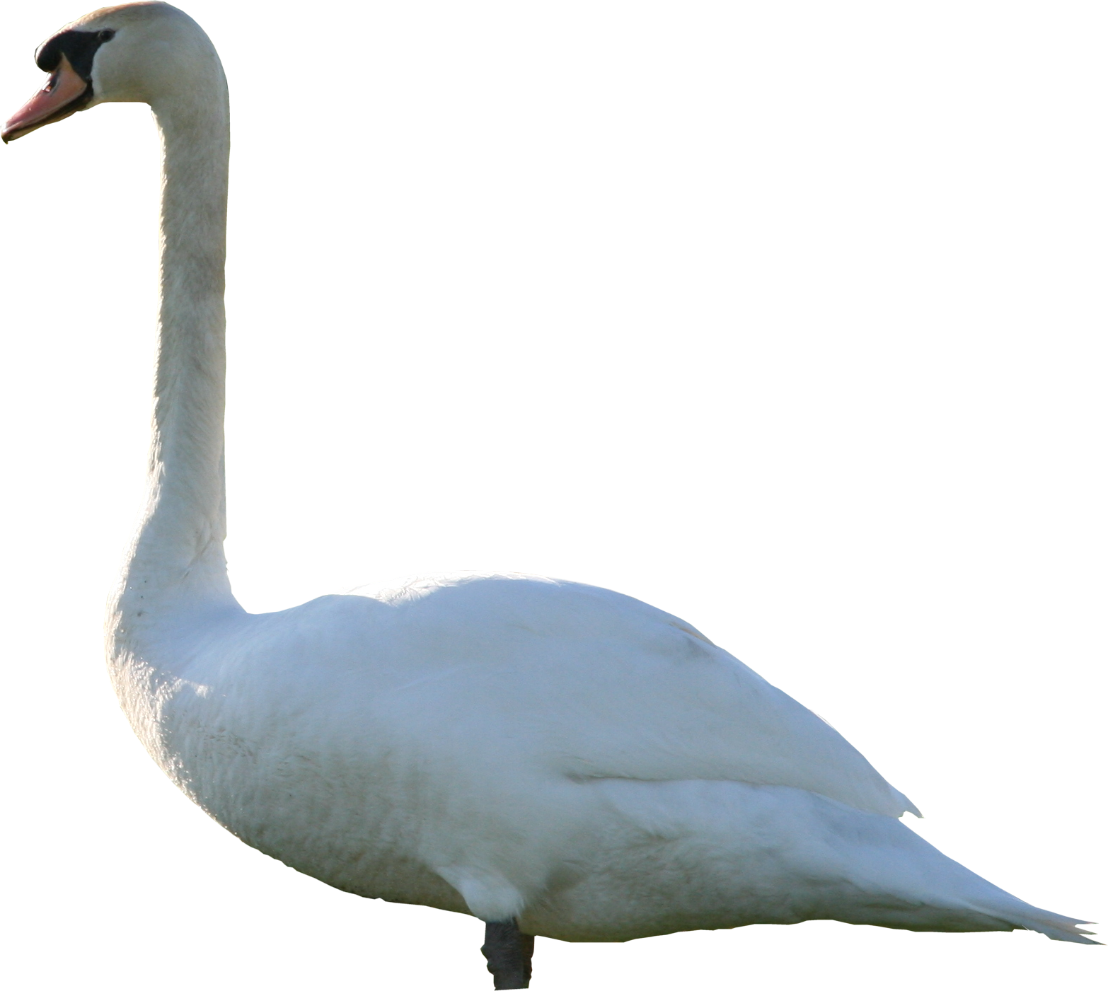 Swan Png Texture - Transparent Mute Swan (1566x1401), Png Download