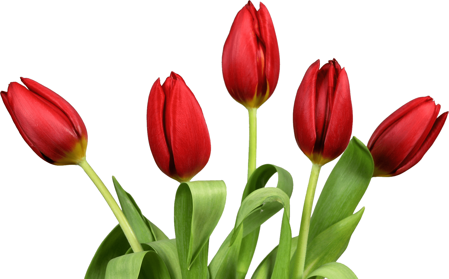 Tulips Hd Png Transpa Images Pluspng - Tulip Png (1832x1139), Png Download