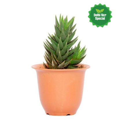 Dotted Succulent Plant - Spiky Succulent (450x450), Png Download