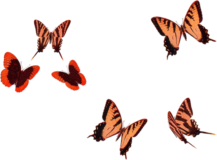 Butterflies - Brush-footed Butterfly (701x519), Png Download