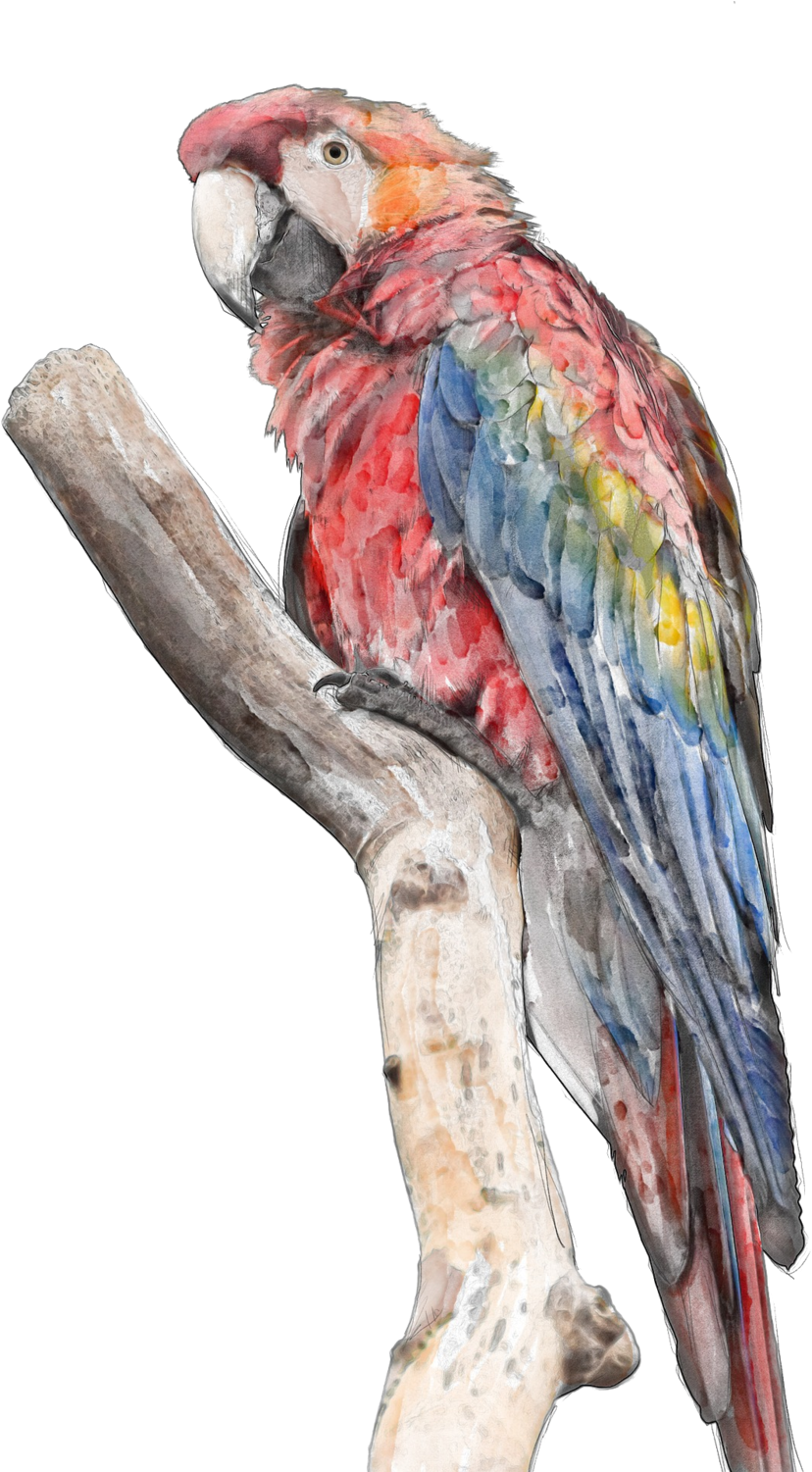 The Silent Parrot - Red And Green Macaw Png (1000x1500), Png Download