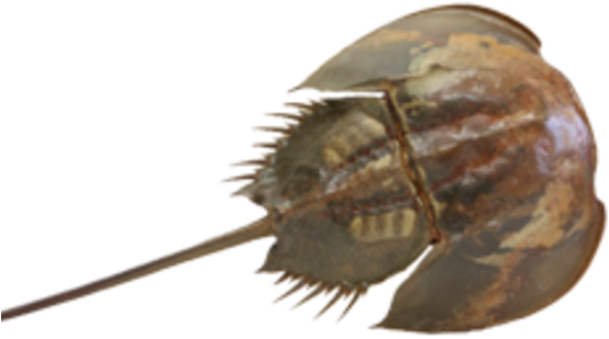 Horseshoe Crab Taxidermy - Horseshoe Crab (600x600), Png Download
