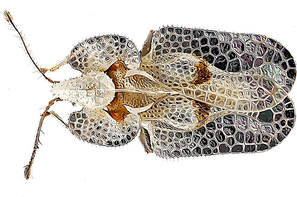 Lace Bugs (1000x1000), Png Download