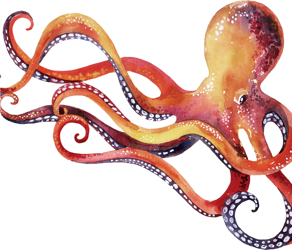 Octopus Small Flipped Copy - Drawing (1000x971), Png Download