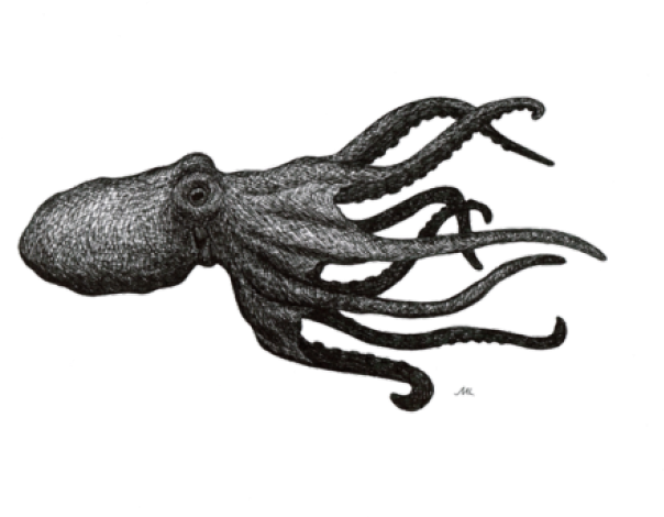 Transparent Background Octopus Png (640x480), Png Download
