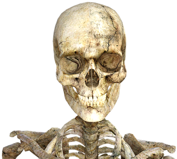 Adult Content Safesearch Skeleton Skull Halloween Skeleton - Como Nos Tornamos Humanos (680x340), Png Download