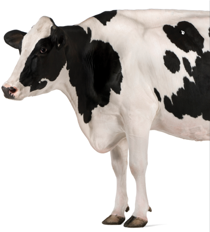 Qualigrass Cow - Cow National Animal Of Nepal (800x748), Png Download