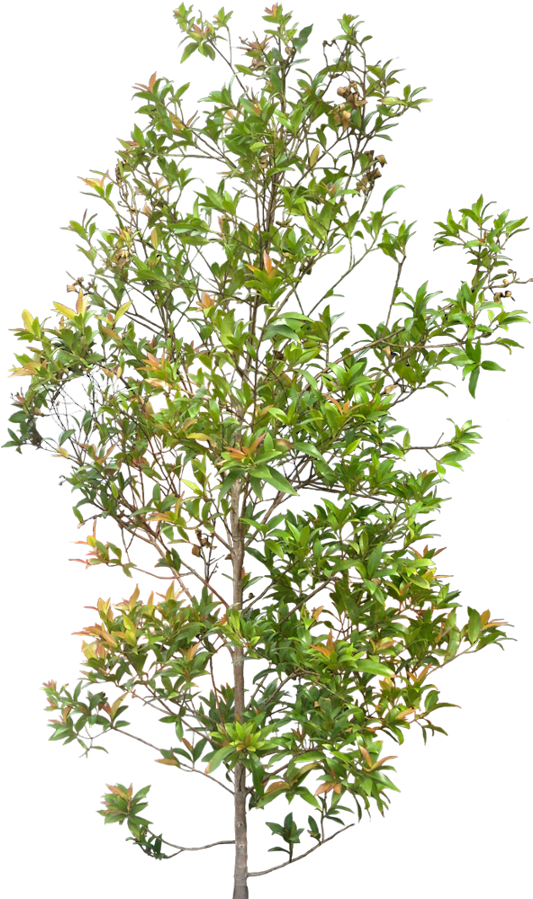 17 Photoshop Transparent Ornamental Shrubs Images - Red Alder Tree Drawing (539x900), Png Download