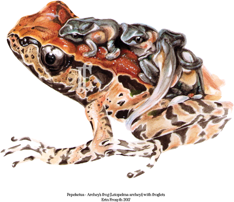 Fine Art Reproductions - Eastern Spadefoot (850x850), Png Download