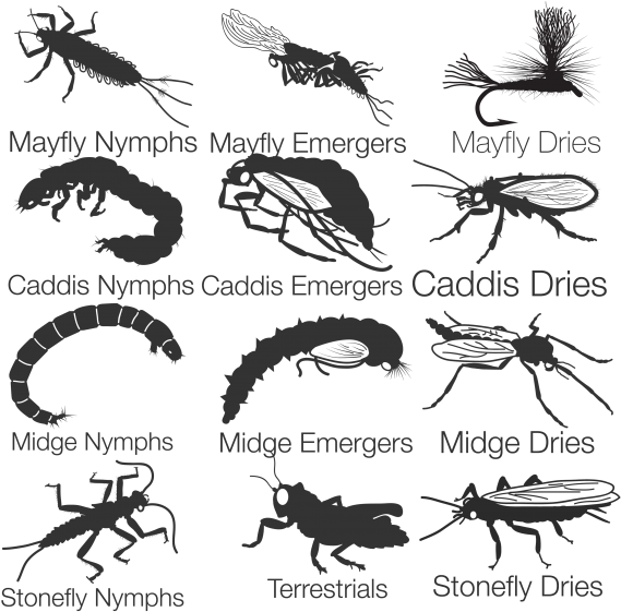Fly Fishing Entomology (728x566), Png Download