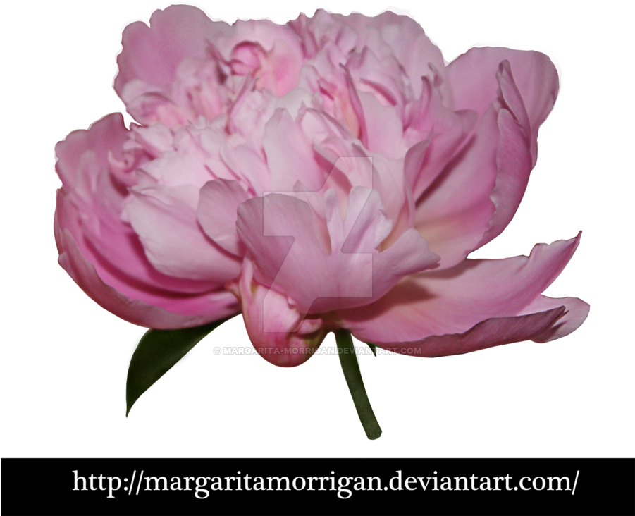 Common Peony (900x769), Png Download